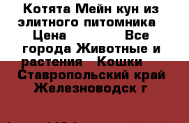 Котята Мейн-кун из элитного питомника › Цена ­ 20 000 - Все города Животные и растения » Кошки   . Ставропольский край,Железноводск г.